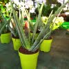 plante en pot aloe vera