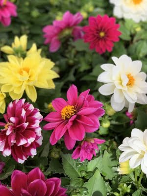 Dahlia fleurs rose jaune blanche ecru
