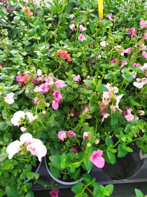 diascia