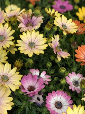 Dimorphoteca fleurs multicolores jaunes roses oranges
