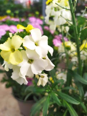 erysimum