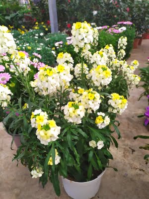 erysimum