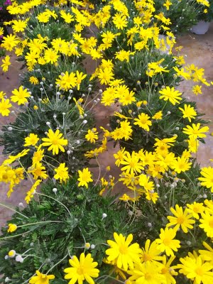euryops fleurs jaunes