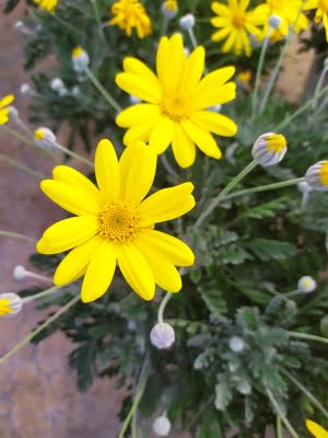 euryops fleurs jaunes