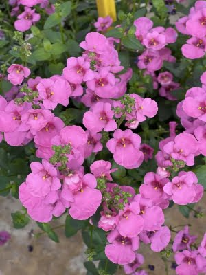 diascia