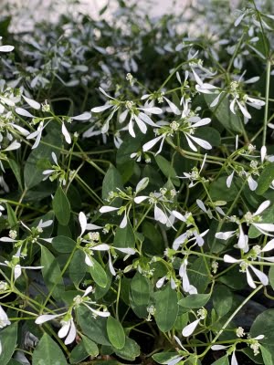 Euphorbe diamond frost subtiles fleurs blanches