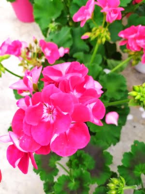geranium