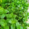 menthe marocaine