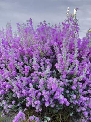 Sauge du désert ou Sauge du Texas leucophyllum frutescens