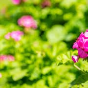 Photos de géraniums avec effet flou