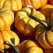 mini courges en gros plan
