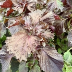 Shiso pourpre