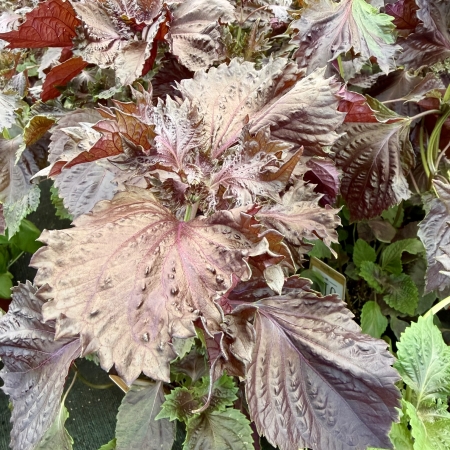 Shiso pourpre