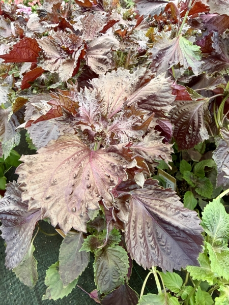 Shiso pourpre