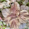 Shiso pourpre
