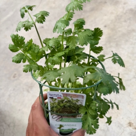 Coriandrum sativum