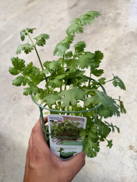 Coriandrum sativum