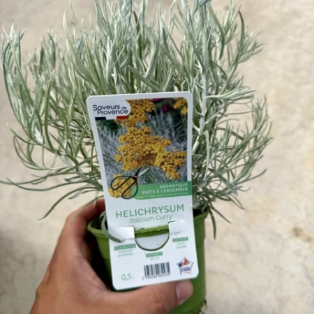 Helichrysum italicum