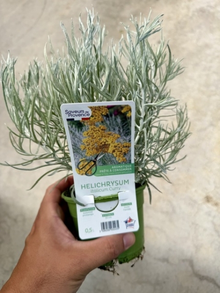 Helichrysum italicum