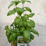 Basilic Grand vert