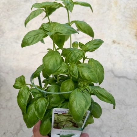 Basilic Grand vert