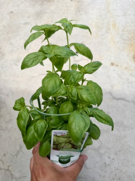 Basilic Grand vert