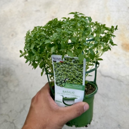 Basilic fin vert nain compact