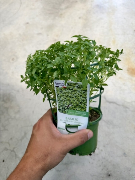 Basilic fin vert nain compact