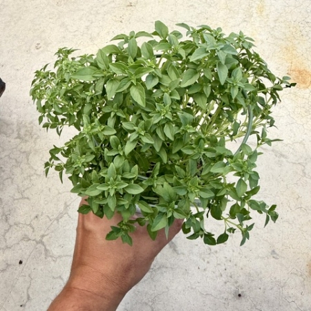 Basilic fin vert nain compact