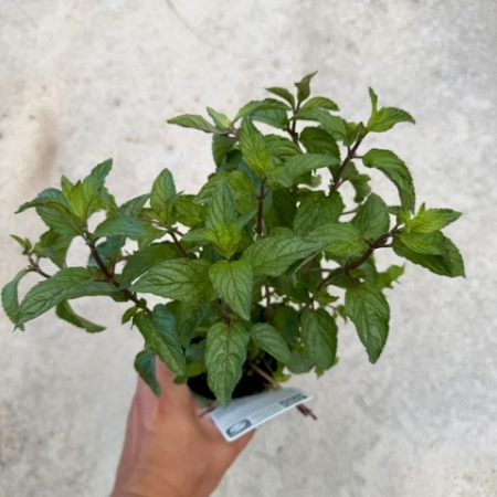 Menthe poivrée