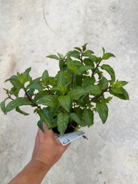 Menthe poivrée