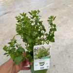 Menthe Marocaine