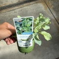 Mertensia maritima