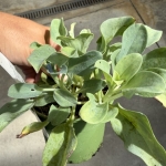 Mertensia maritima