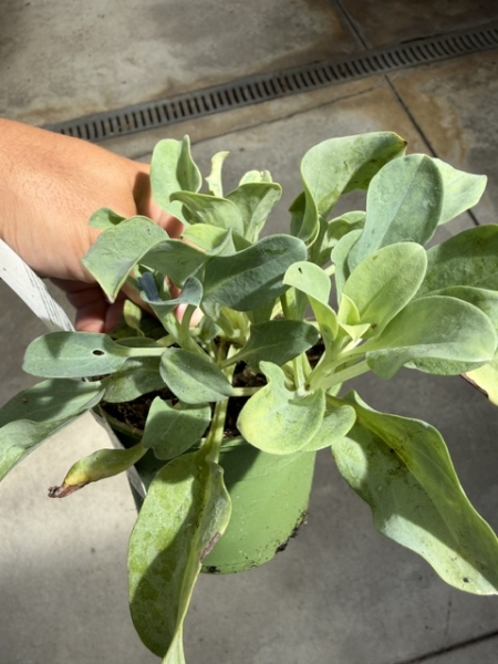 Mertensia maritima