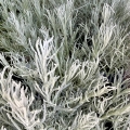 Helichrysum italicum