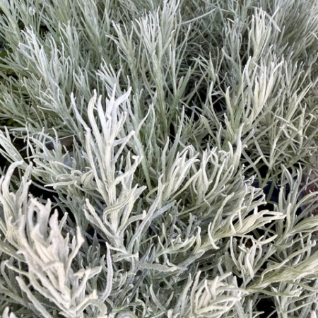 Helichrysum italicum