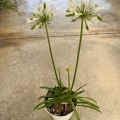 Agapanthe blanche