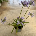 Agapanthe bleue