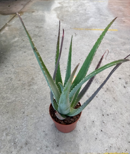 Aloe Vera