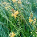 bulbine frutescens