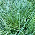 bulbine frutescens