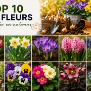 Top 10 des fleurs à planter en automne pour un jardin fleuri au printemps